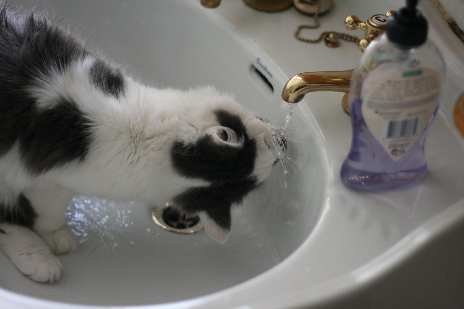 mačka v umývadle